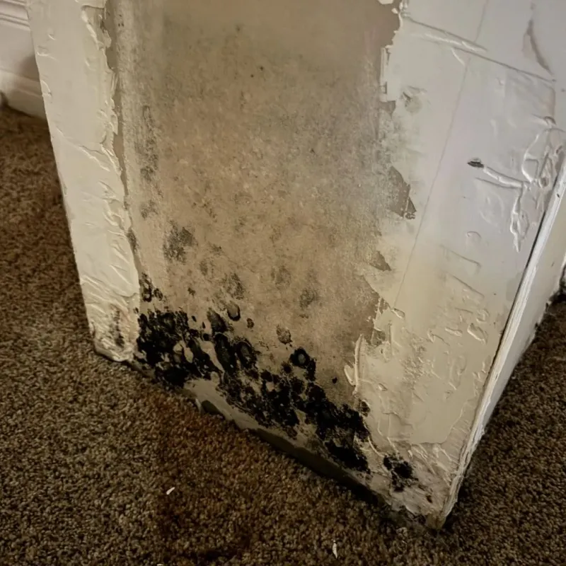 Professional Mold Removal in Paradise, CA